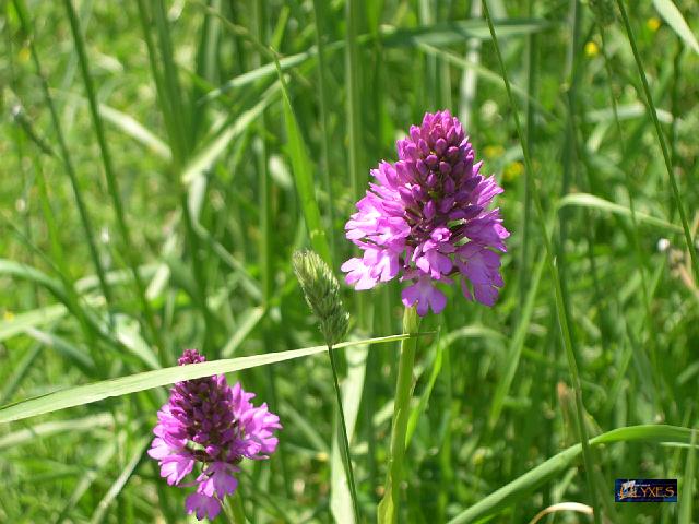 anacamptis piramidalis.JPG